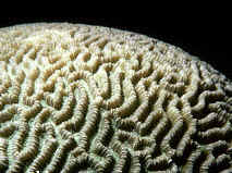 Giant brain coral