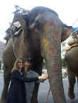 One of the many elephants roaming the streets of Japuir
