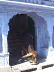 A chowin' cow popin' out of a doorway