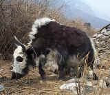 Sharing the trail with the hairy, horned Yak