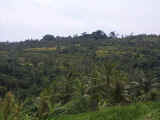 Banana and palm leaves stretching over the terraced rice fields