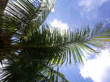 Relaxing under the occational shade of a palm tree