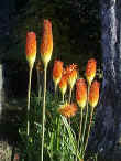 New Zealand's super-bright Red Hot Pokers highway side