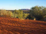 Red sand scattered with spiky spinfex and critter tracks