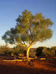 A lone pine claiming its sandhill